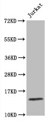 Western Blot<br />Positive WB detected in Jurkat whole cell lysate<br />All lanes Histone H3.1 antibody at 1.5μg/ml<br />Secondary<br />Goat polyclonal to rabbit IgG at 1/50000 dilution<br />Predicted band size: 15 KDa<br />Observed band size: 15 KDa<br />