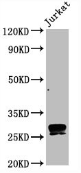 Western Blot<br />Positive WB detected in Jurkat whole cell lysate<br />All lanes CD99 antibody at 0.8μg/ml<br />Secondary<br />Goat polyclonal to rabbit IgG at 1/50000 dilution<br />Predicted band size: 28 KDa<br />Observed band size: 28 KDa<br />
