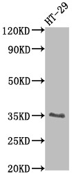 Western Blot<br />Positive WB detected in: HT-29 whole cell lysate<br />All lanes: EPCAM antibody at 1:2000<br />Secondary<br />Goat polyclonal to rabbit IgG at 1/50000 dilution<br />Predicted band size: 35 kDa<br />Observed band size: 35 kDa<br />