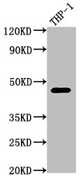 Western Blot<br />Positive WB detected in: THP-1 whole cell lysate<br />All lanes: CD38 antibody at 1:2000<br />Secondary<br />Goat polyclonal to rabbit IgG at 1/50000 dilution<br />Predicted band size: 35, 14 kDa<br />Observed band size: 42 kDa<br />