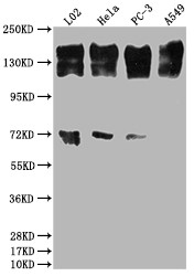 Western Blot<br />Positive WB detected in: L02 whole cell lysate, Hela whole cell lysate, PC-3 whole cell lysate, A549 whole cell lysate<br />All lanes: EGFR antibody at 1:2000<br />Secondary<br />Goat polyclonal to rabbit IgG at 1/50000 dilution<br />Predicted band size: 135, 45, 78, 70 kDa<br />Observed band size: 165 kDa<br />