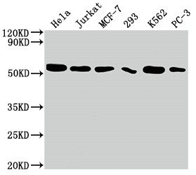 Western Blot<br />Positive WB detected in: Hela whole cell lysate, Jurkat whole cell lysate, MCF-7 whole cell lysate, 293 whole cell lysate, K562 whole cell lysate, PC-3 whole cell lysate<br />All lanes: CDC37 antibody at 1:2000<br />Secondary<br />Goat polyclonal to rabbit IgG at 1/50000 dilution<br />Predicted band size: 45 kDa<br />Observed band size: 50 kDa<br />