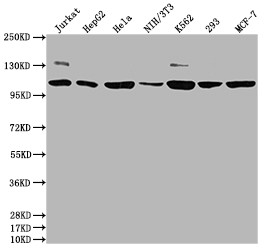 Western Blot<br />Positive WB detected in: Jurkat whole cell lysate, HepG2 whole cell lysate, Hela whole cell lysate, NIH/3T3 whole cell lysate, K562 whole cell lysate, 293 whole cell lysate, MCF-7 whole cell lysate<br />All lanes: PIK3CA antibody at 1:1500<br />Secondary<br />Goat polyclonal to rabbit IgG at 1/50000 dilution<br />Predicted band size: 125 kDa<br />Observed band size: 110 kDa<br />