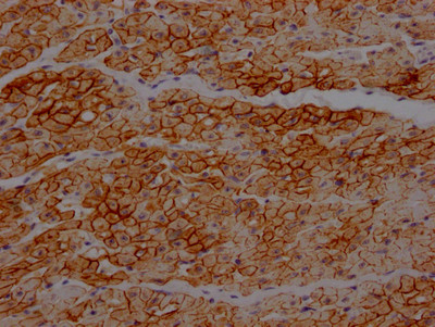 IHC image of CSB-RA271553A0HU diluted at 1:100 and staining in paraffin-embedded human heart tissue performed on a Leica BondTM system. After dewaxing and hydration, antigen retrieval was mediated by high pressure in a citrate buffer (pH 6.0). Section was blocked with 10% normal goat serum 30min at RT. Then primary antibody (1% BSA) was incubated at 4℃ overnight. The primary is detected by a Goat anti-rabbit IgG polymer labeled by HRP and visualized using 0.05% DAB.
