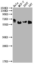 Western Blot<br />Positive WB detected in: Hela whole cell lysate, MCF-7 whole cell lysate, 293T whole cell lysate, U87 whole cell lysate<br />All lanes: GBA antibody at 1:2000<br />Secondary<br />Goat polyclonal to rabbit IgG at 1/50000 dilution<br />Predicted band size: 60, 58, 55, 51, 30 kDa<br />Observed band size: 60 kDa<br />