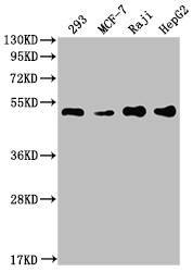 Western Blot<br />Positive WB detected in: 293 whole cell lysate, MCF-7 whole cell lysate, Raji whole cell lysate, HepG2 whole cell lysate<br />All lanes: PABPN1 antibody at 1:2000<br />Secondary<br />Goat polyclonal to rabbit IgG at 1/50000 dilution<br />Predicted band size: 33, 32, 38 kDa<br />Observed band size: 50 kDa<br />