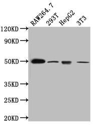 Western Blot<br />Positive WB detected in: RAW264.7 whole cell lysate, 293T whole cell lysate, HepG2 whole cell lysate, NIH/3T3 whole cell lysate<br />All lanes: TIM1 antibody at 1:1000<br />Secondary<br />Goat polyclonal to rabbit IgG at 1/50000 dilution<br />Predicted band size: 40 kDa<br />Observed band size: 50 kDa<br />