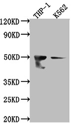 Western Blot<br />Positive WB detected in: THP-1 whole cell lysate, K562 whole cell lysate<br />All lanes: FDFT1 antibody at 1:1000<br />Secondary<br />Goat polyclonal to rabbit IgG at 1/50000 dilution<br />Predicted band size: 49, 41, 39, 36, 44 kDa<br />Observed band size: 50 kDa<br />