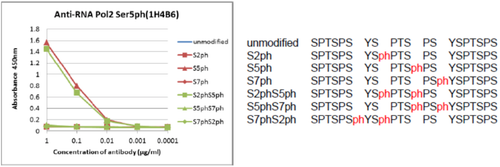 Anti DNA-Directed RNA Polymerase II Subunit RPB1 (POLR2A) CTD Phosopho-Ser5 mAb (Clone 1H4B6)