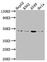 Western Blot<br />Positive WB detected in: HepG2 whole cell lysate, K562 whole cell lysate, A549 whole cell lysate, Hela whole cell lysate<br />All lanes: CD274 Antibody at 1:1000<br />Secondary<br />Goat polyclonal to rabbit IgG at 1/50000 dilution<br />Predicted band size: 34, 21, 21 kDa<br />Observed band size: 45 kDa<br />