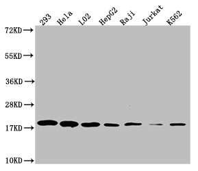 Western Blot<br />Positive WB detected in: 293 whole cell lysate, Hela whole cell lysate, L02 whole cell lysate, HepF2 whole cell lysate, Raji whole cell lysate, Jurkat whole cell lysate, K562 whole cell lysate<br />All lanes: TOMM22 antibody at 1:1000<br />Secondary<br />Goat polyclonal to rabbit IgG at 1/50000 dilution<br />Predicted band size: 16 kDa<br />Observed band size: 18 kDa<br />