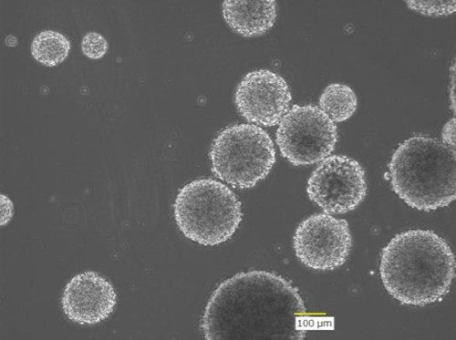 Rat neuronal stem cell line 1464R