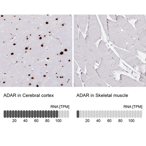 Immunohistochemical staining of human cerebral cortex shows nuclear positivity.