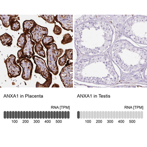 Immunohistochemistry analysis in human placenta and testis tissues using AMAb90558 antibody. Corresponding ANXA1 RNA-seq data are presented for the same tissues.