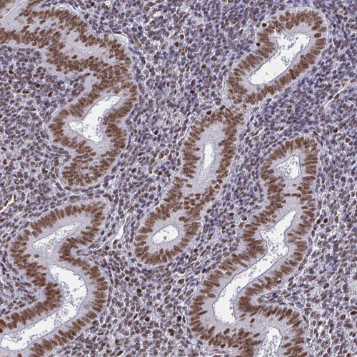 Immunohistochemical staining of human endometrium shows moderate to strong nuclear positivity in glandular and stromal cells.