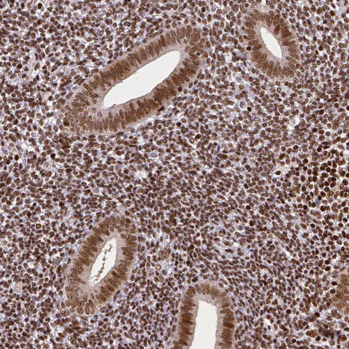 Immunohistochemical staining of human endometrium shows moderate nuclear positivity in glandular and stromal cells.