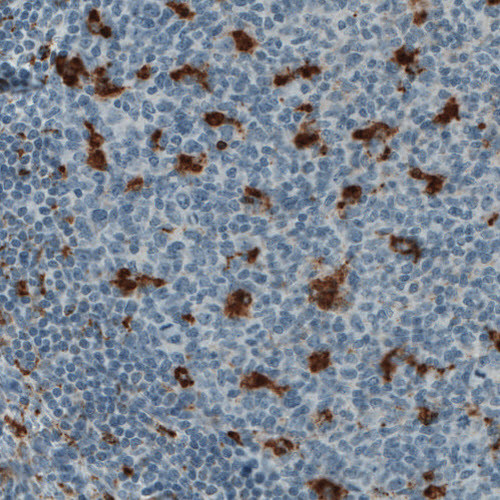 Immunohistochemical staining of human tonsil shows strong immunoreactivity in a subset of lymphoid cells.