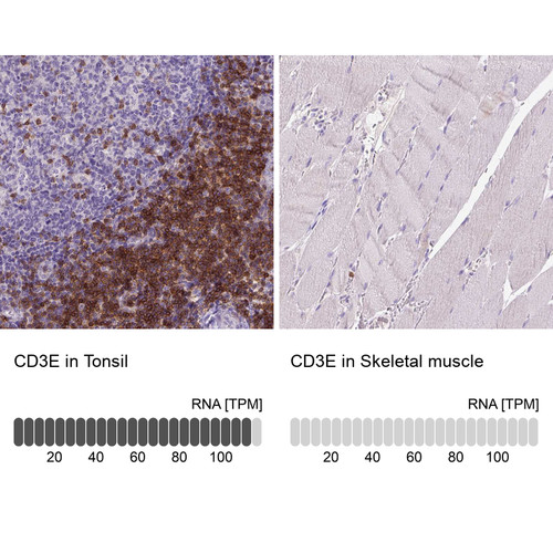 Immunohistochemistry analysis in human tonsil and skeletal muscle tissues using AMAb90876 antibody. Corresponding CD3E RNA-seq data are presented for the same tissues.