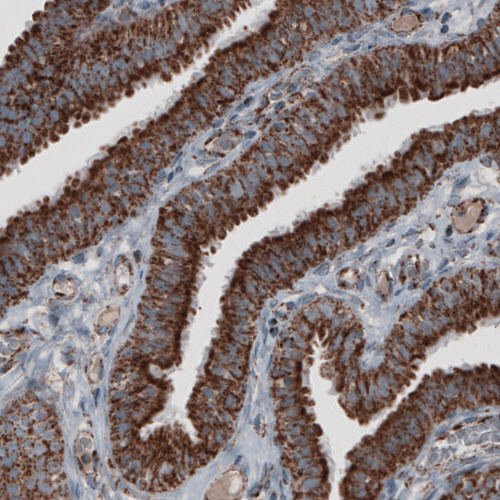 Immunohistochemical staining of human fallopian tube shows strong granular cytoplasmic immunoreactivity in glandular cells.