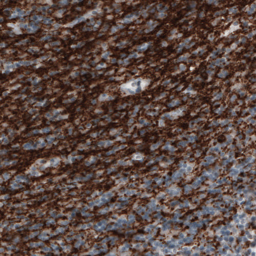 Immunohistochemical staining of human cerebellum shows strong immunoreactivity in myelinated neural processes.