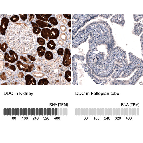 Immunohistochemistry analysis in human kidney and fallopian tube tissues using AMAb91089 antibody. Corresponding DDC RNA-seq data are presented for the same tissues.