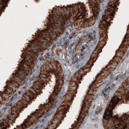 Immunohistochemical staining of human fallopian tube shows strong cytoplasmic immunoreactivity in epithelial cells.