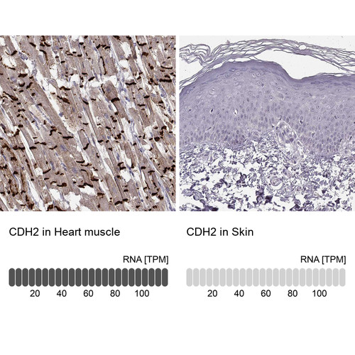 Immunohistochemistry analysis in human heart muscle and skin tissues using AMAb91220 antibody. Corresponding CDH2 RNA-seq data are presented for the same tissues.