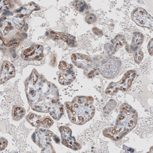 Immunohistochemical staining of human placenta shows strong immunoreactivity in endothelial cells.