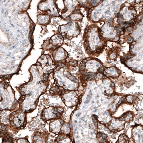 Immunohistochemical staining of human placenta shows strong cytoplasmic immunoreactivity in trophoblast.