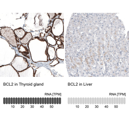 Immunohistochemistry analysis in human thyroid gland and liver tissues using AMAb91492 antibody. Corresponding BCL2 RNA-seq data are presented for the same tissues.