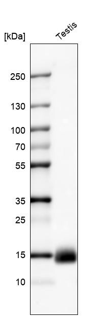 Western blot analysis in human testis tissue.