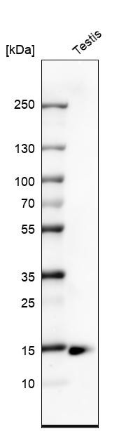 Western blot analysis in human testis tissue.
