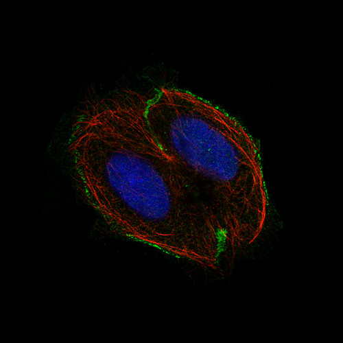 Immunofluorescence staining of BeWo cells using the Anti-CSF1R monoclonal antibody, showing specific staining in the plasma membrane in green. Microtubule- and nuclear probes are visualized in red and blue, respectively (where available). 