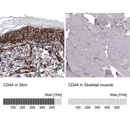 Immunohistochemistry analysis in human skin and skeletal muscle tissues using AMAb91846 antibody. Corresponding CD44 RNA-seq data are presented for the same tissues.