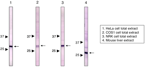 Immunoblot analysis of Prohibitin 1 antibody (1G5C1)1) HeLa cell extract2) COS1 cell extract3) NRK cell extract4) Mouse liver extract