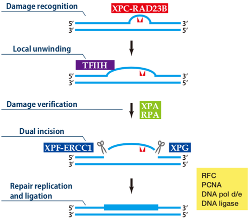 Figure 1. Current Model for the Dual Incision Process of NER.