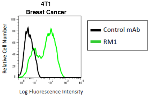 Figure 1. Flow cytometry analysis of CD44 v in Mouse Breast cancer cell line 4T1 with anti-CD44 v10-e16 (RM1, 3μg/mL) antibody and PE-labeled anti Rat IgG antibody.