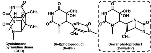 Figure 1: Structures of UV-induced DNA damage.