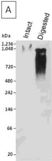 Figure 1. Immunoblotting of a human articular cartilage aggrecan preparation following SDS-PAGE on 3-8% linear gradient gels under reducing conditions, prior to (Intact) and after combined chondroitinase ABC and keratanase II digestion (Digested).