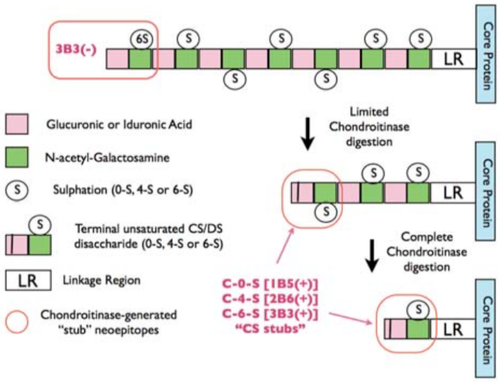 Figure 1. Epitope mapping scheme of chondroitin sulfate-detecting antibody clones 1B5, 2B6 and 3B3.