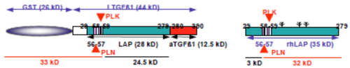 Figure 1. Model depicting the N-terminal cut end of LAP degradate (LAP-D) L57 when latent TGF-β is digested with Plasmin (PLN).
