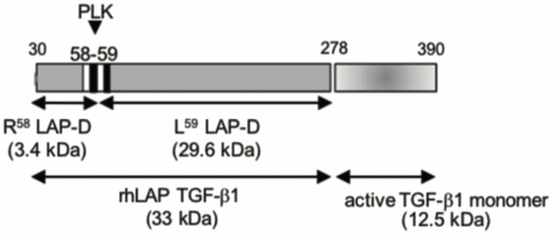 Figure 1. Model depicting the N-terminal cut end of LAP degradate (LAP-D) L59 when latent TGF-β is digested with Plasma Kallikrein (PLK).