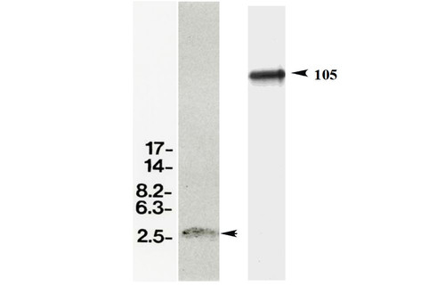 Anti Amyloid-Beta Precursor Protein (APP) mAb (Clone 59)