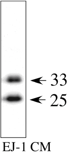 Immunoblot analysis of cell culture supernatant from human bladder carcinoma cell line EJ-1.25kDa: cleaved form of IGFBP-rP133kDa : non-cleaved form of IGFBP-rP1