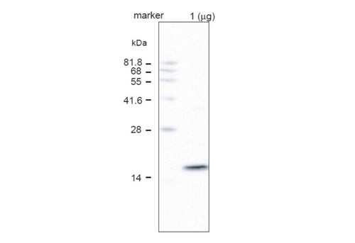 Anti Vacuolar-ATPase Subunit C pAb (Rabbit)