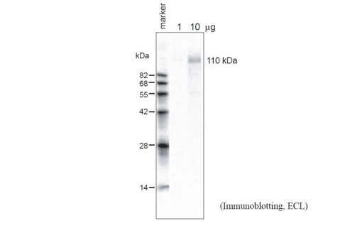 Anti Brassica oleracea Calcium-transporting ATPase (Ca2ATPase) pAb (Rabbit)