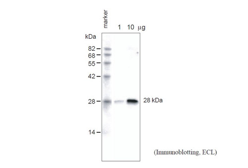 Anti Arabidopsis thaliana Aquaporin PIP1;1, PIP1;2, PIP1;3 pAb (Rabbit)