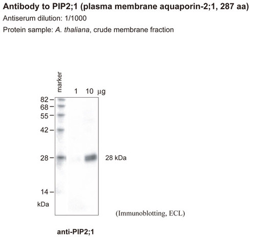 Anti Arabidopsis thaliana Aquaporin PIP2;1 pAb (Rabbit)