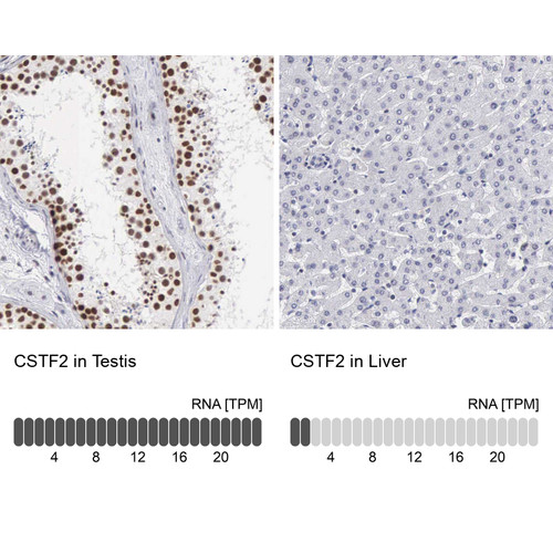 Immunohistochemistry analysis in human testis and liver tissues using Anti-CSTF2 antibody. Corresponding CSTF2 RNA-seq data are presented for the same tissues.