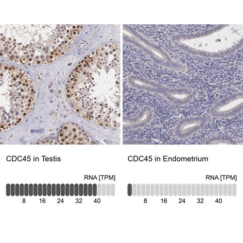 Immunohistochemistry analysis in human testis and endometrium tissues using Anti-CDC45 antibody. Corresponding CDC45 RNA-seq data are presented for the same tissues.